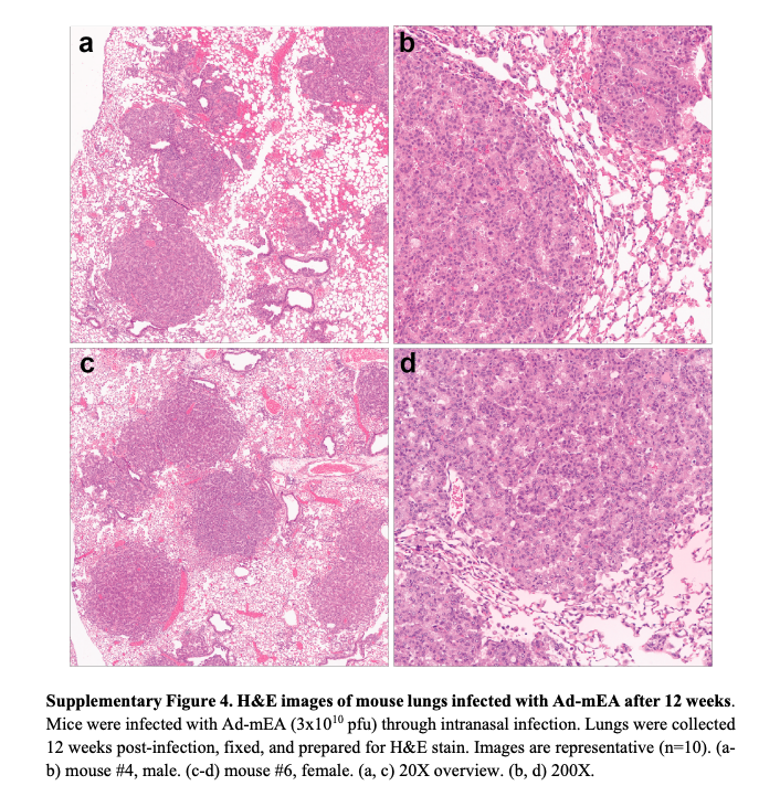 PatrickHwuMD's tweet image. #ScienceSaturday
❓Why are naked mole-rats so resistant to cancer, and what can that teach us about human tumors?
➡️ In a new study, @LabKissil (@MoffittNews) and colleagues developed the first lung cancer model in naked mole-rats where tumors formed inside the animals’ own…