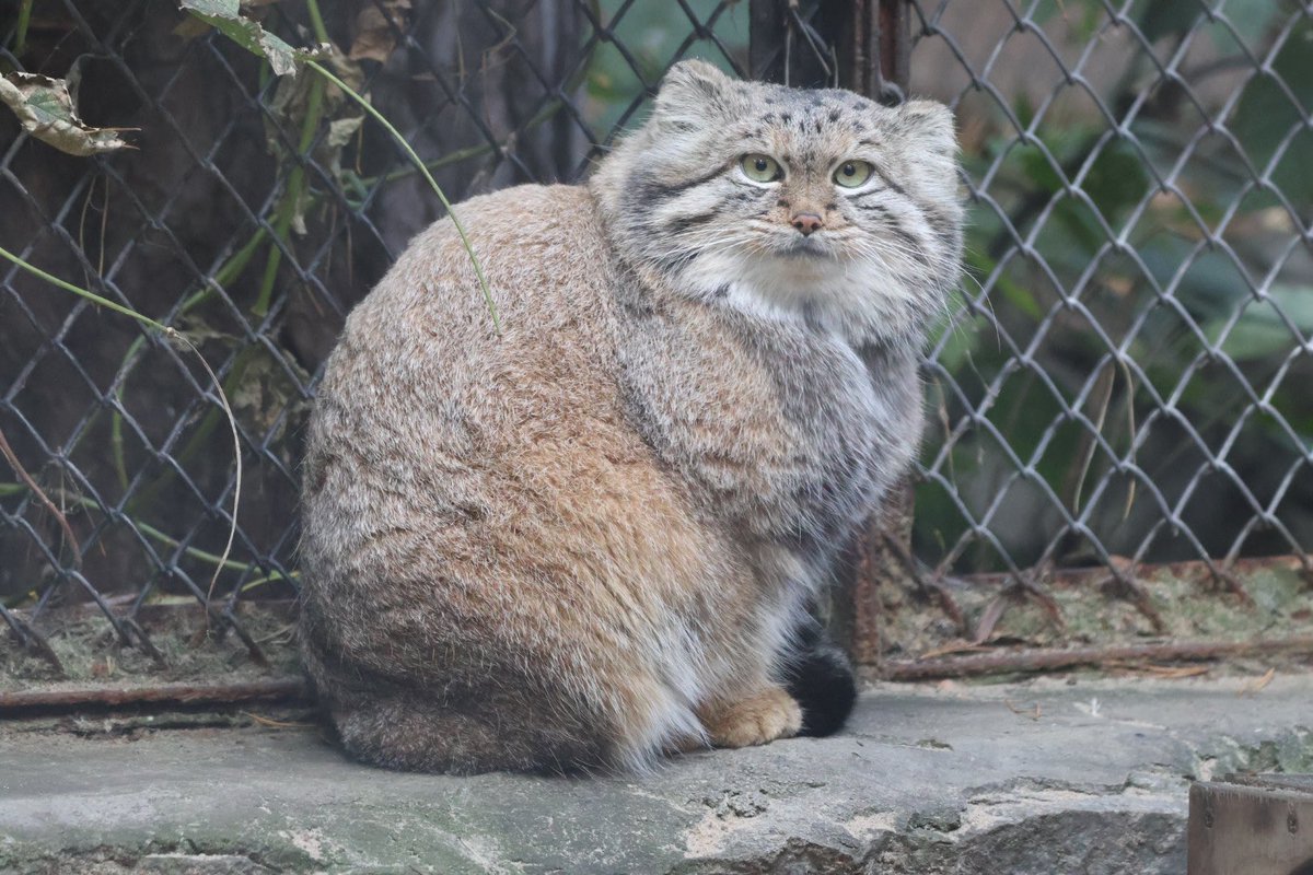 Pallascat_manul's tweet photo. モフモフ☁ https://t.co/Apq8Z0PZH1