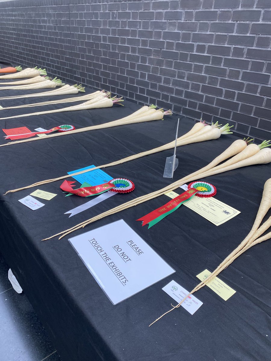 Happy days, won for the fourth time in a row with my parsnips at the Welsh Championships today. An excellent class to win with ten quality entries