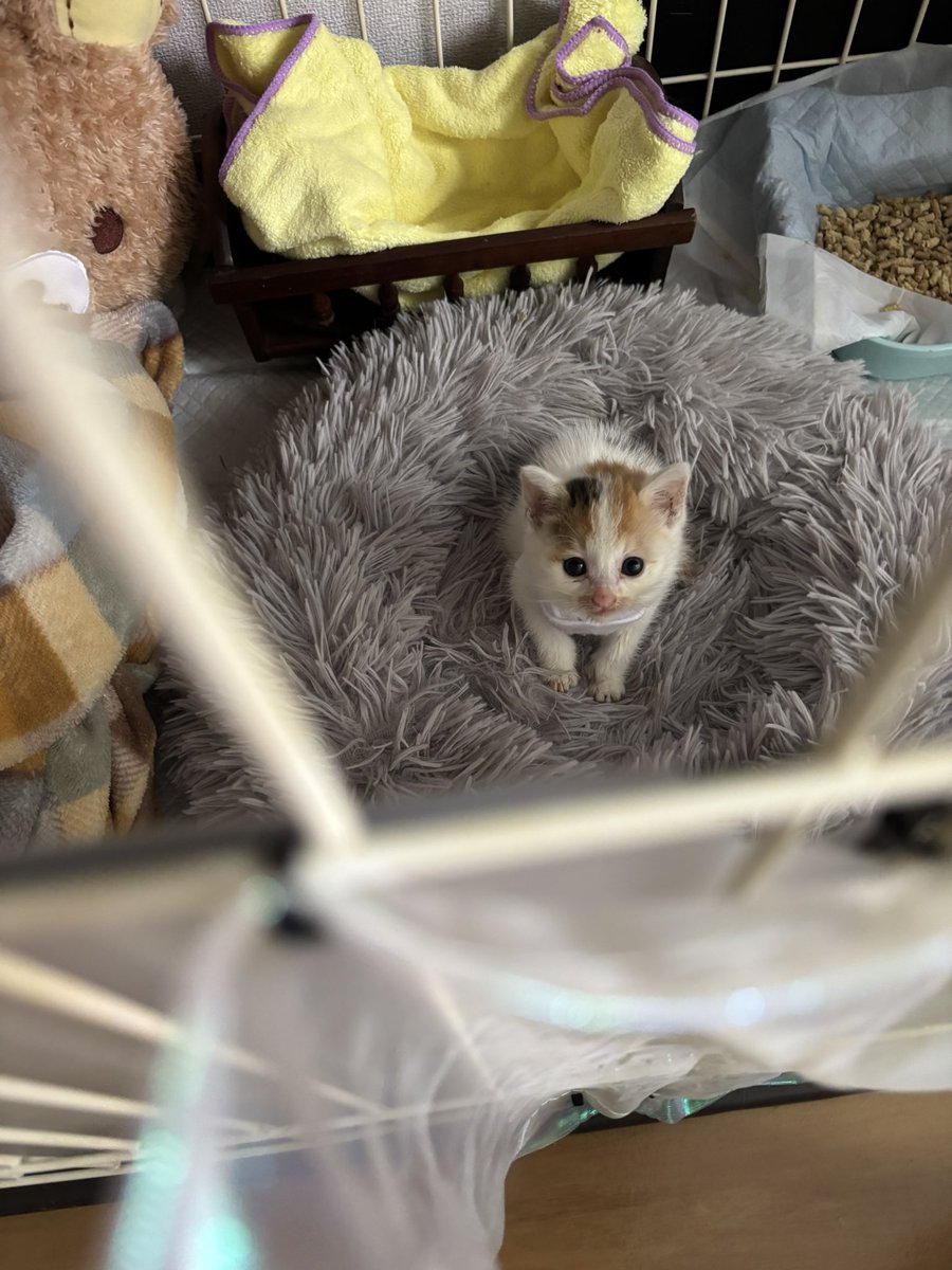 The pets only 🐾 (@thepetsonly) on Twitter photo 