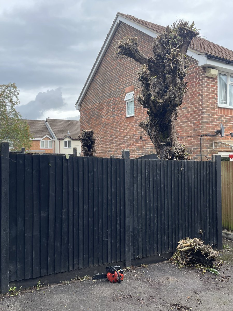 Willow tree trimmed this morning for a saints fan! 👌