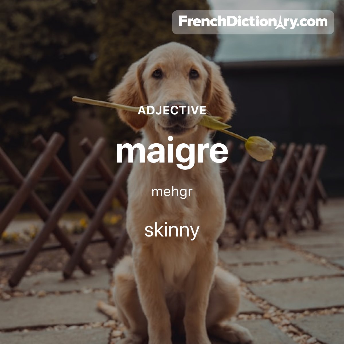Today's #WordOfTheDay is "maigre." 🪶 For example: Le vétérinaire trouve que mon chien est un peu trop maigre. - The vet thinks my dog is a little too skinny.
#StudyFrench #ApprenezLeFrançais #ÉtudiezLeFrançais #TraductionFrançaisAnglais #Français #French #LearnFrench #MotDuJour