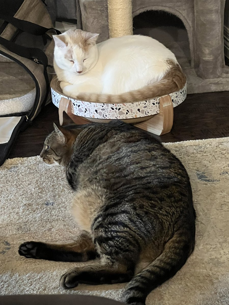 Lazy Saturday with the boys 😽 #Caturday #Purrcy #Oliver