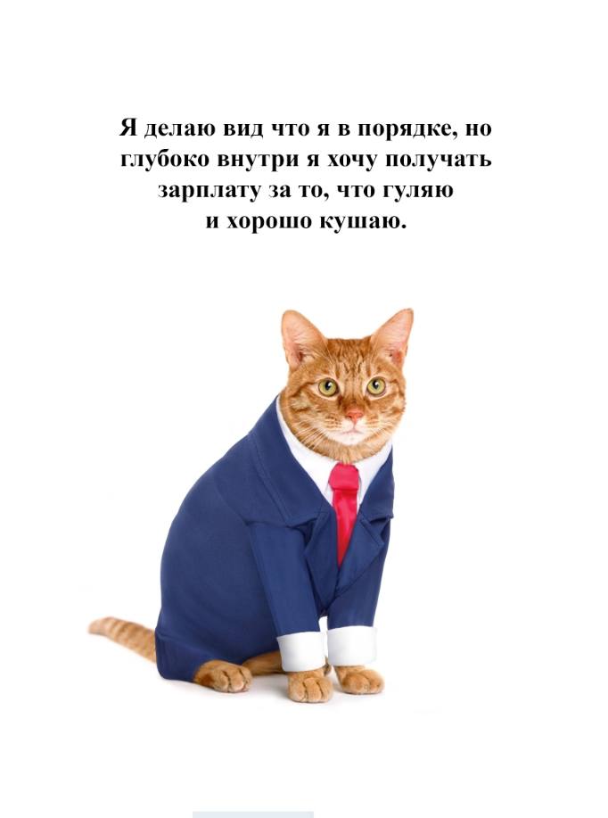 cats, i love cats (@catsilcats) on Twitter photo 