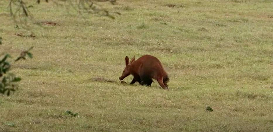 SimplyGabi69's tweet photo. What a great sighting, an Aardvark on the move #wildearth https://t.co/rykKvHximZ