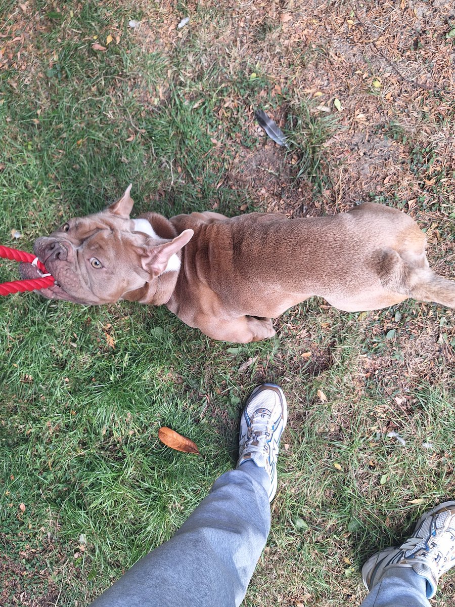 Newest recruit to the family adopted today from <a href="/DublinSPCA/">NSPCA</a>. Welcome Adorra👋