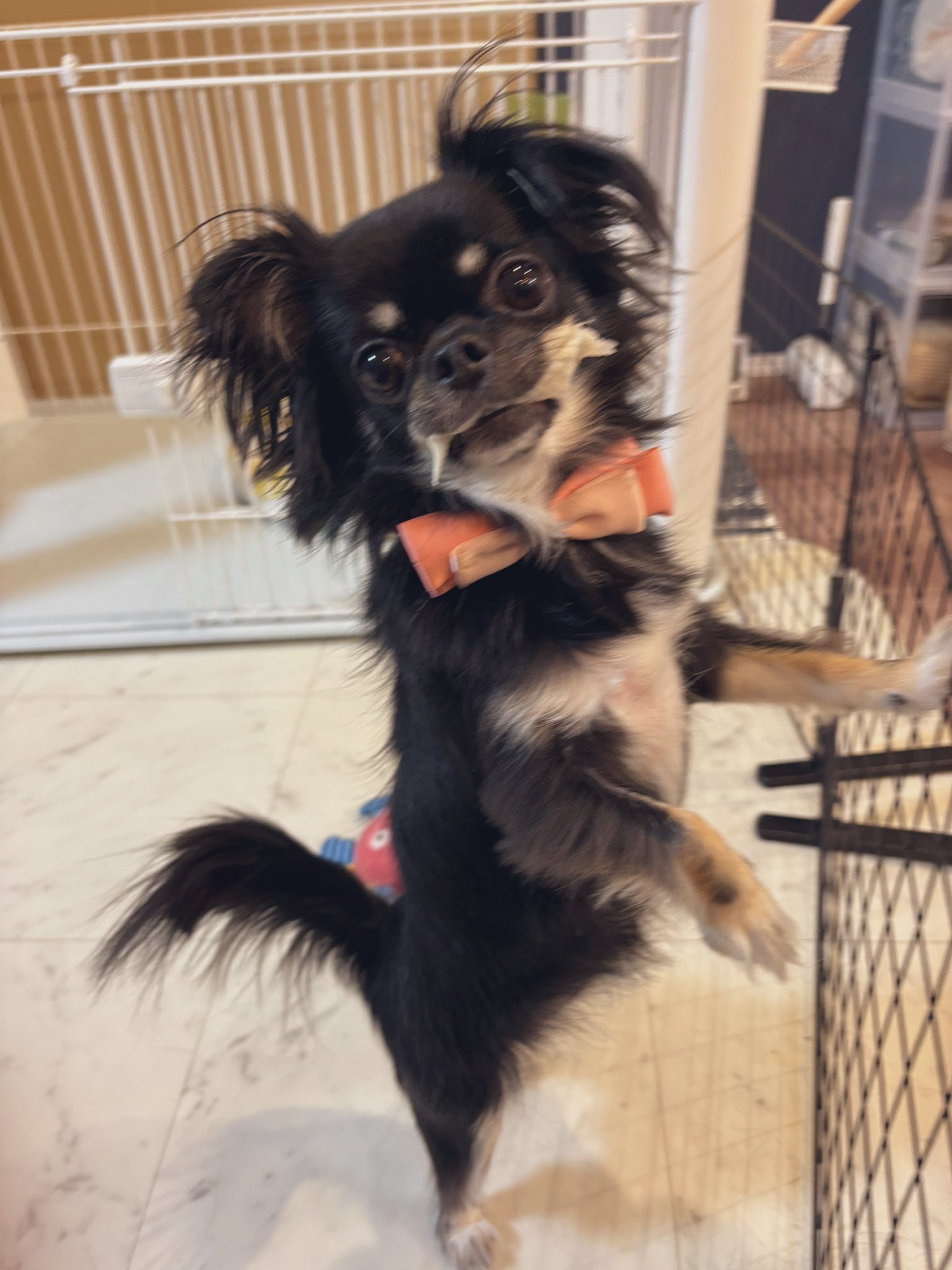 うちの犬ちゃん(ちわわ) on X: 