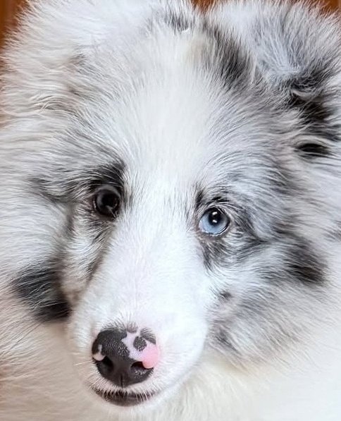 คนสวยของปะป๊าเขาตาสีนี้กันค่ะ✨️