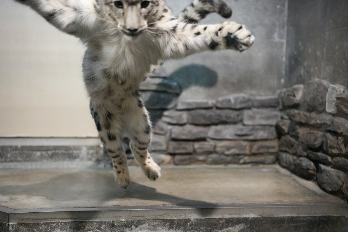 black03_white03's tweet photo. 蔦ボールを投げて、そして飛んでくる🤣

 #いしかわ動物園
 #ユキヒョウ
 #ヒメル
📷250913 https://t.co/QbL4zlZQ9l