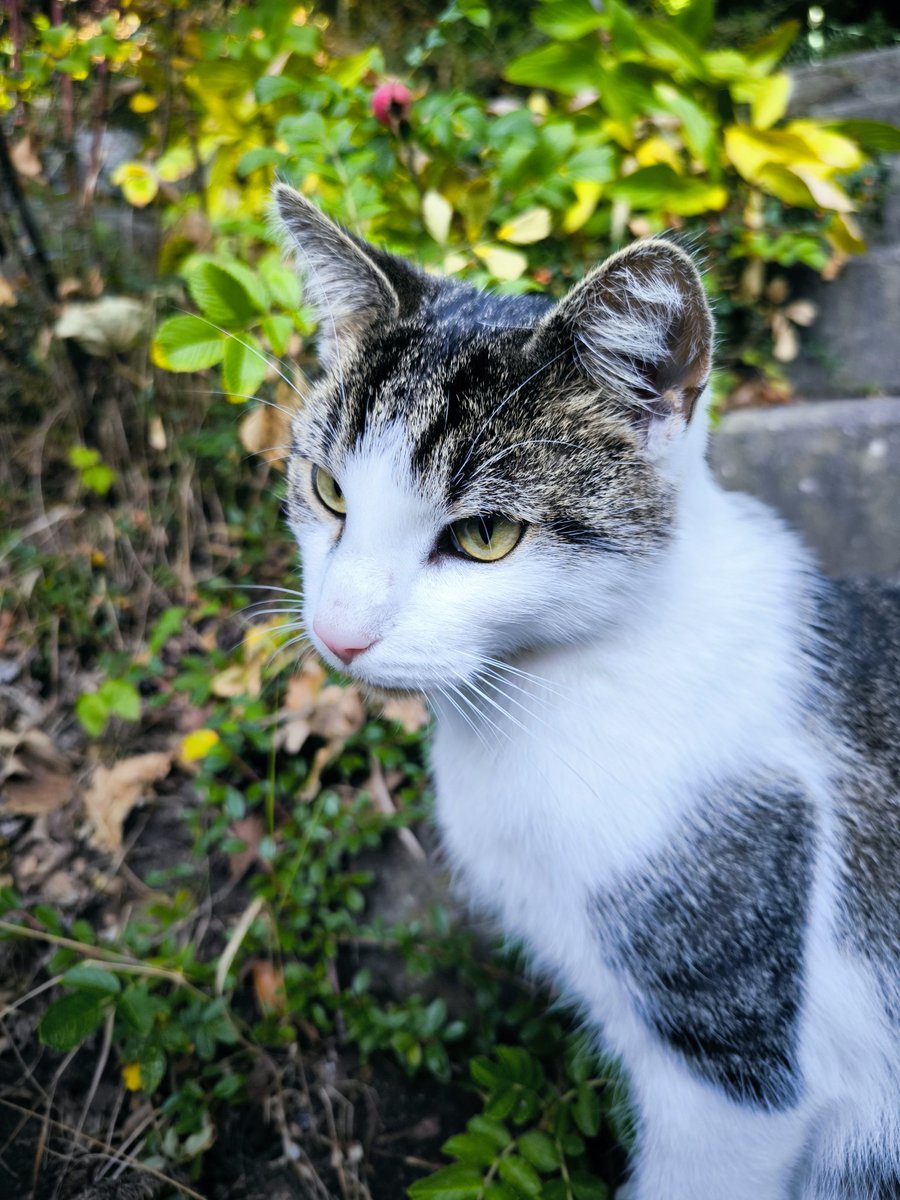 Ein hübscher Kater...
