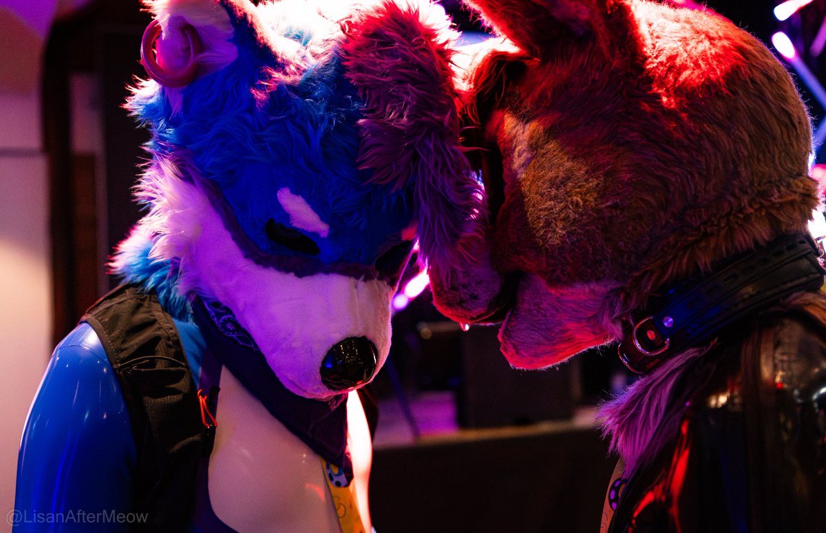 Amazing shiny photos with <a href="/Theron_Floof/">Theron</a> 
#SqueakySaturday 

📷<a href="/LisanSnowTiger/">Lisan 🔜 FBlackLight</a>