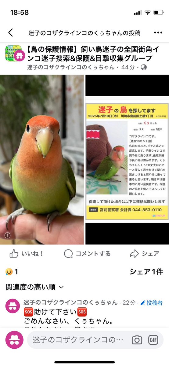 迷子のコザクラインコくぅちゃん (@rushyyzxan51136) / Posts / X