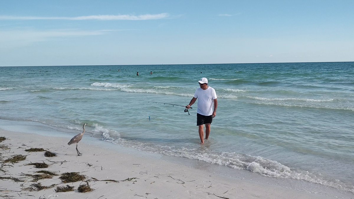 lineadepesca's tweet image. La mejor forma de testear un señuelo es preguntandole a la fauna local si es atractivo.

#sarasota #sarasotaflorida #sarasotabeach