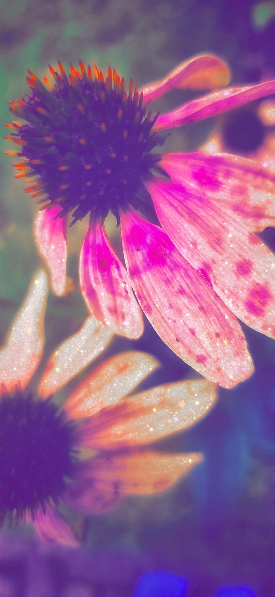 ❥ 𝙄𝙨𝙖 (@___june______) on Twitter photo 