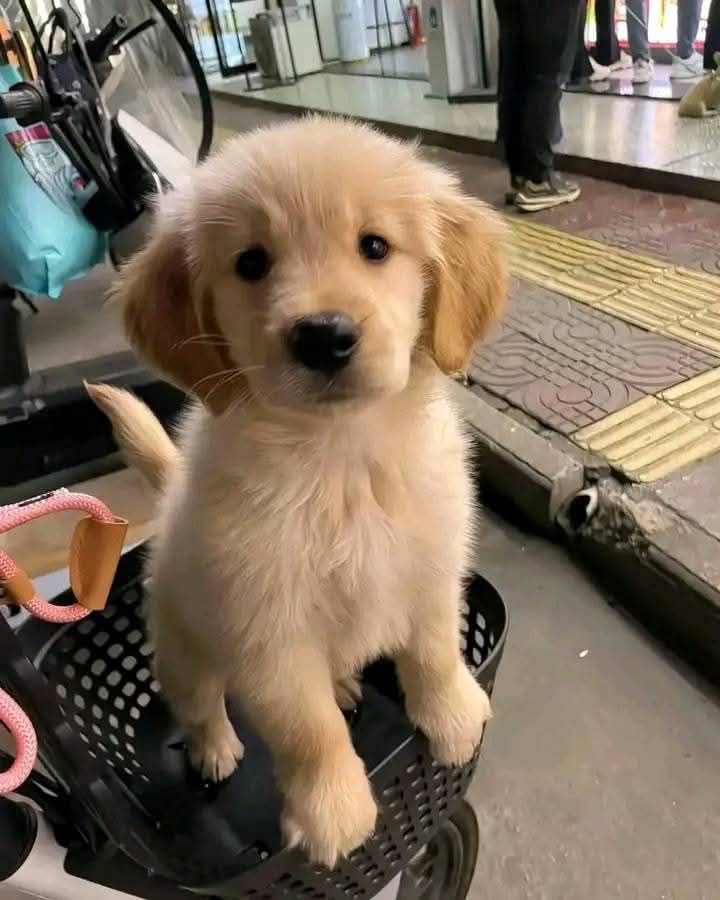 animalsvideoss's tweet image. 