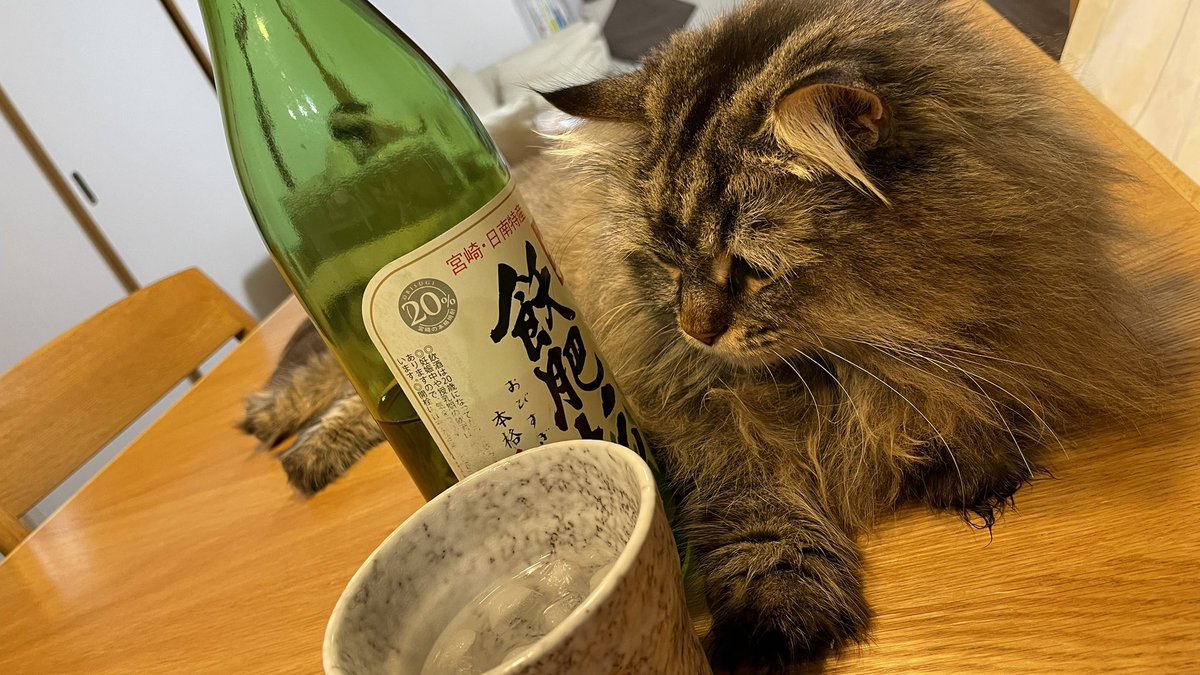d11032003's tweet photo. 晩酌に付き合わせると、本当に飲むんじゃないかと、不安になる…
#サイベリアン　#ノルウェジャン https://t.co/GHupevaRKj