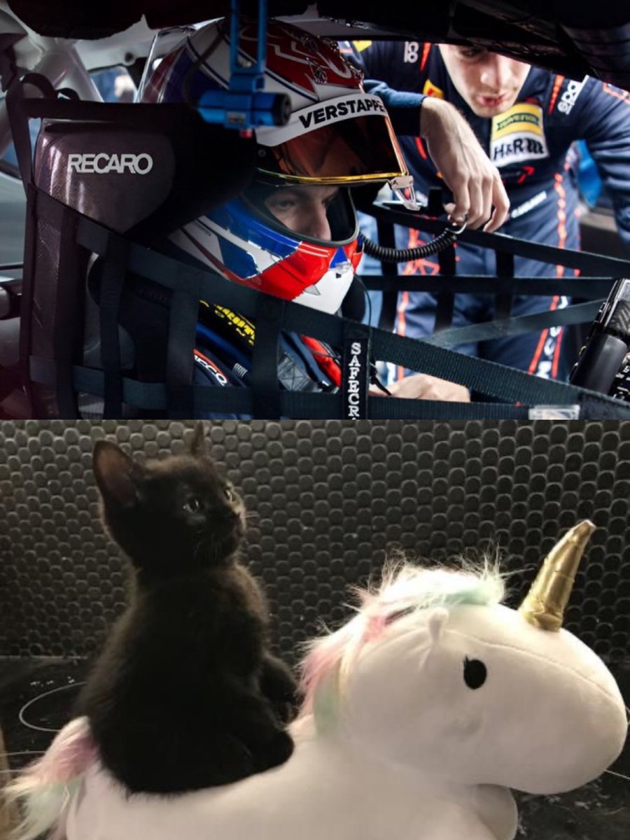 ⭒ max verstappen as cats ⭒ (@kittenstappn) on Twitter photo 