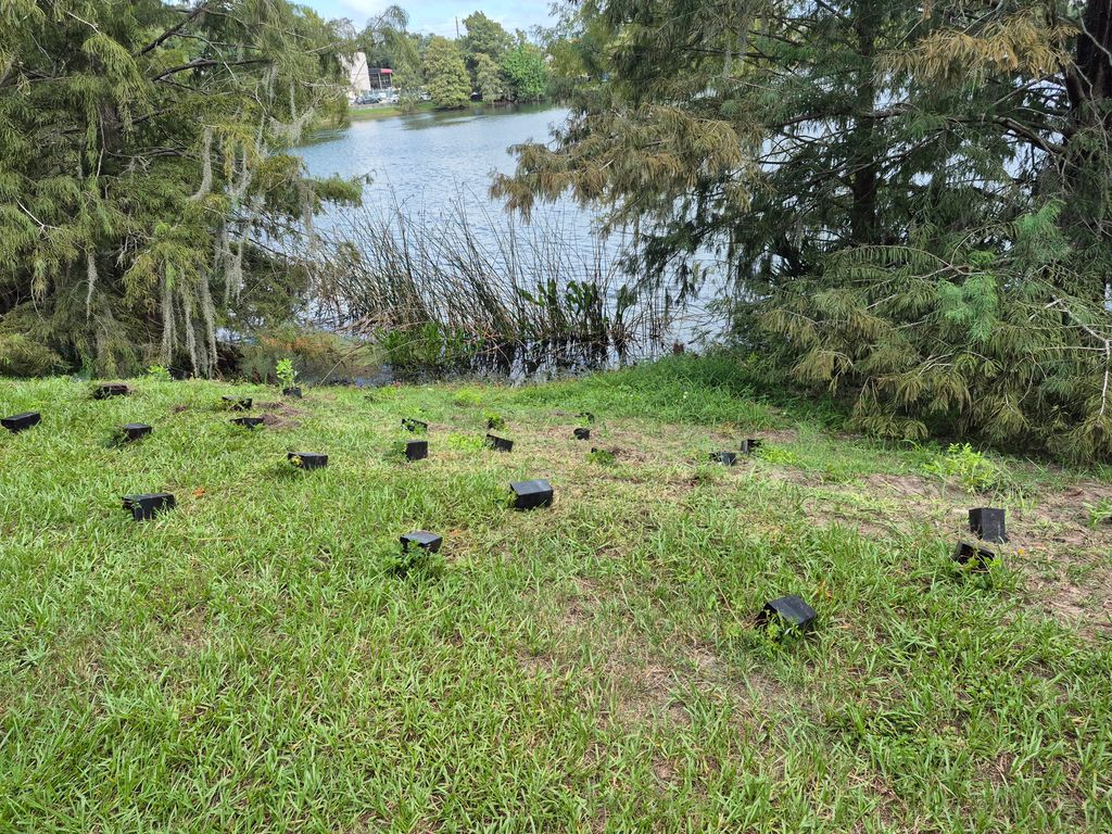 Chambers4Otown's tweet photo. Today, I helped beautify the #lakeformosaorlando neighborhood by helping to plant pollinators to stop soil erosion on the bank of the lake. Everyone there saw that #samuelshowsup ##orlando #citybeautiful https://t.co/dl2UXTizEX