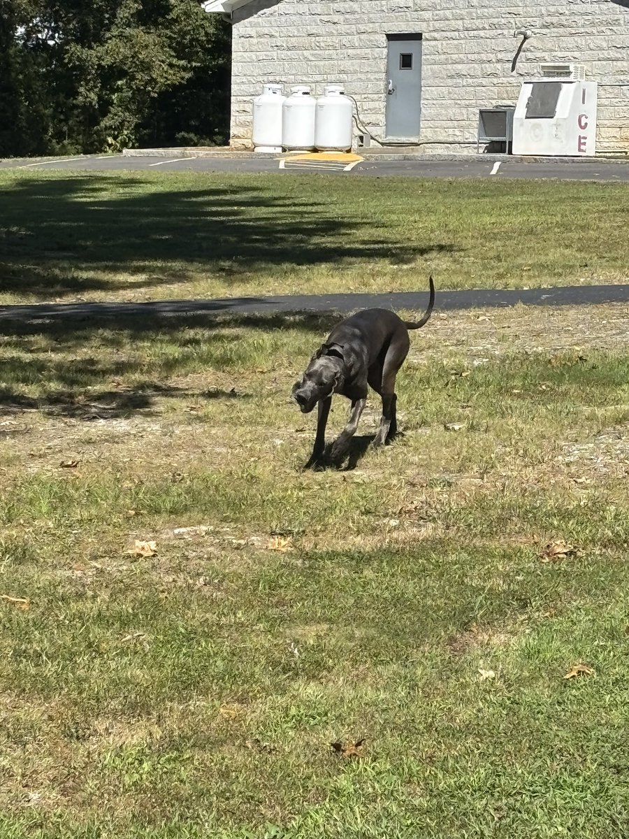theojones34's tweet photo. Saturday morning walks with Miss. Raven with a weekend full of football just hit! @ReneeM0613 https://t.co/8X4Rn0JB8A