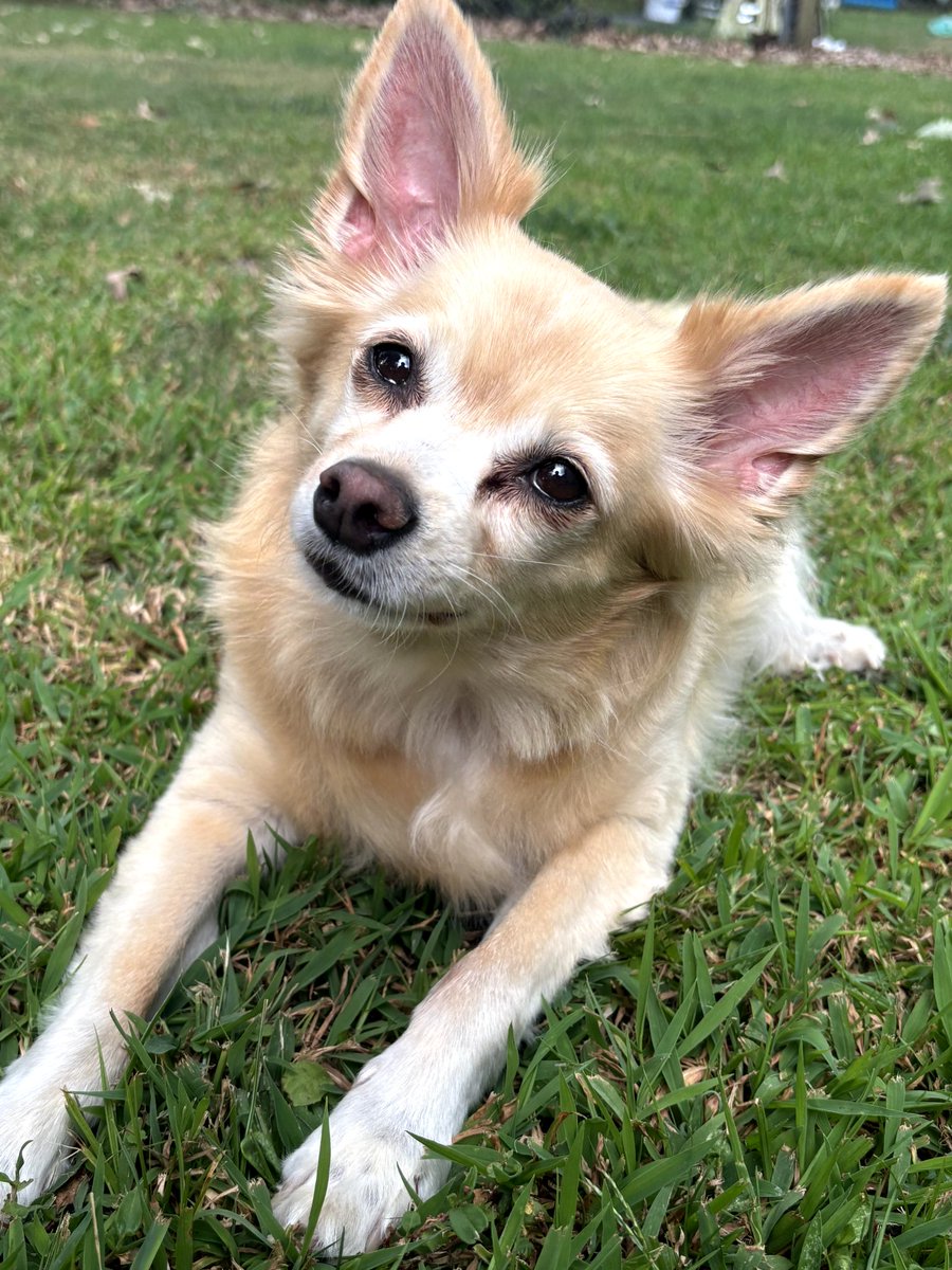 OMD! Mama ordered OTC hearing aid for Gramma from <a href="/Walmart/">Walmart</a>. (yeah, I will be hiding when she hands it over......hahahaha). During checkout, we were offered an opportunity to donate and support <a href="/rexthetvterrier/">Spike The Rescue Pup & Rex The TV Terrier ®🌈🐾</a> ! And my mama did. Spread the word!  #dogsoftwitter