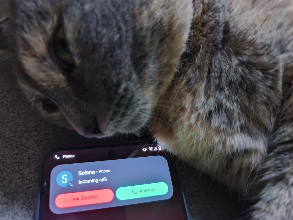 Just Elizabeth Cat tweet media