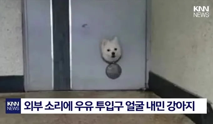 한번만 쓰담쓰담 해주라