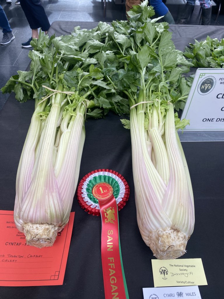 Some more exhibits from the Welsh Championships at Cardiff