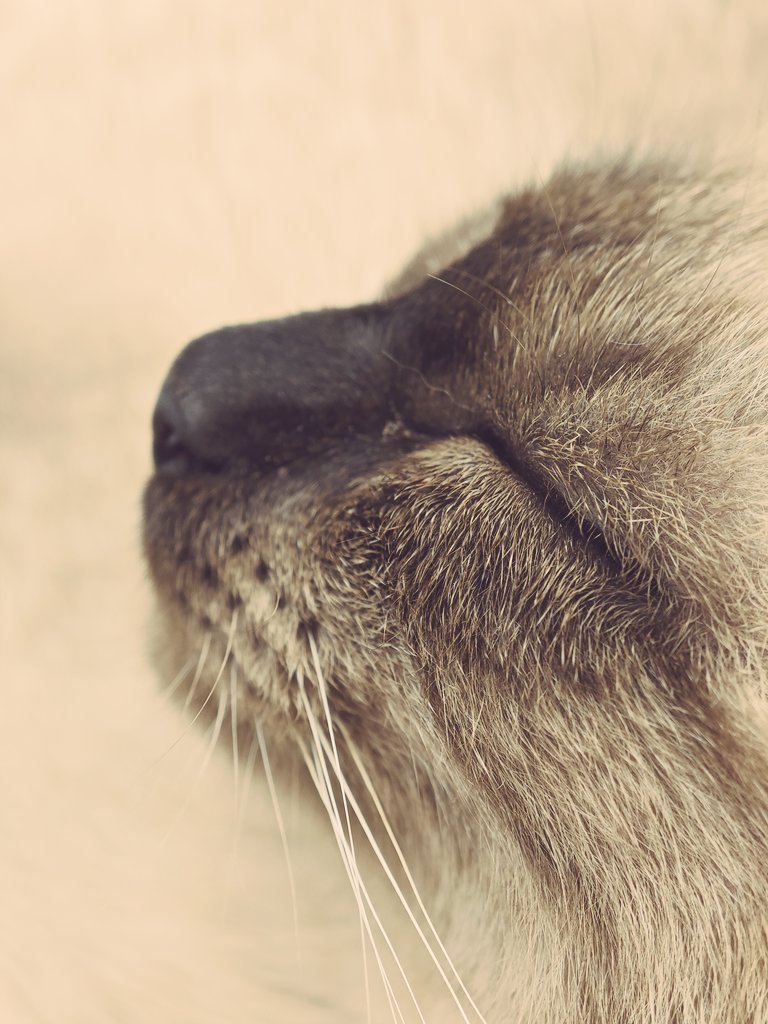 Bienestar #mawa #miau