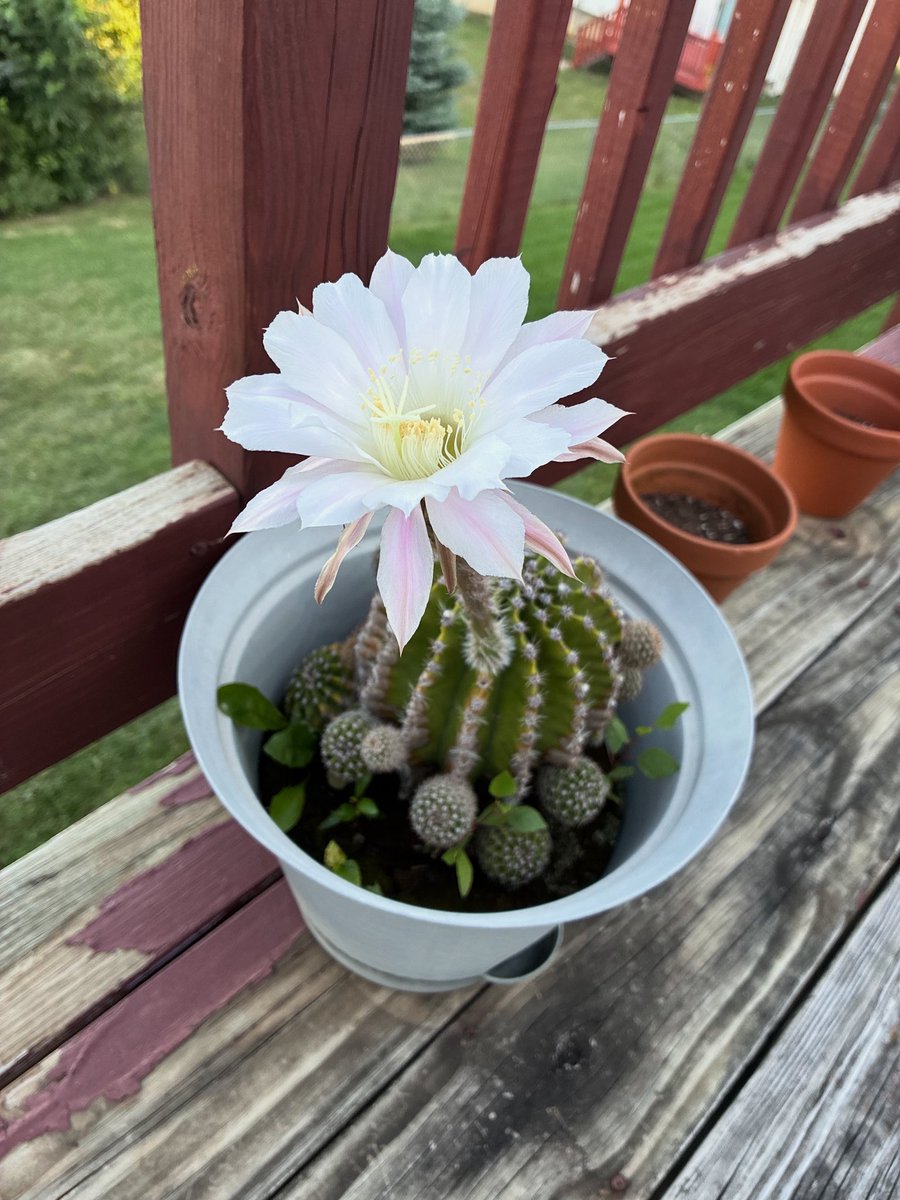 Y’all. Look what my Easter Lily Cactus gave us overnight.