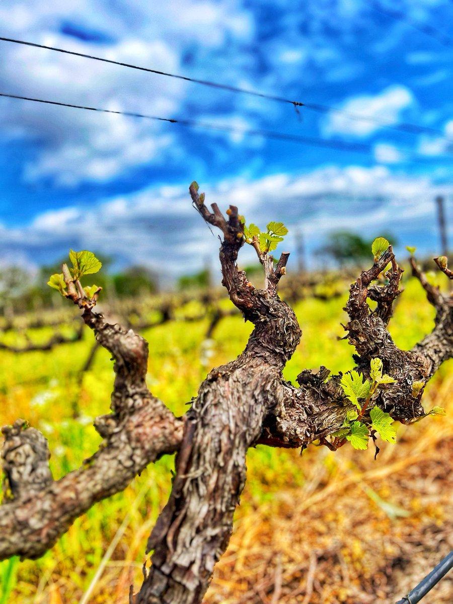 Old Vine 6 Clones Chardonnay 🌱 blooming beautifully 💚 <a href="/AKKERDAL/">PIETER HANEKOM</a>