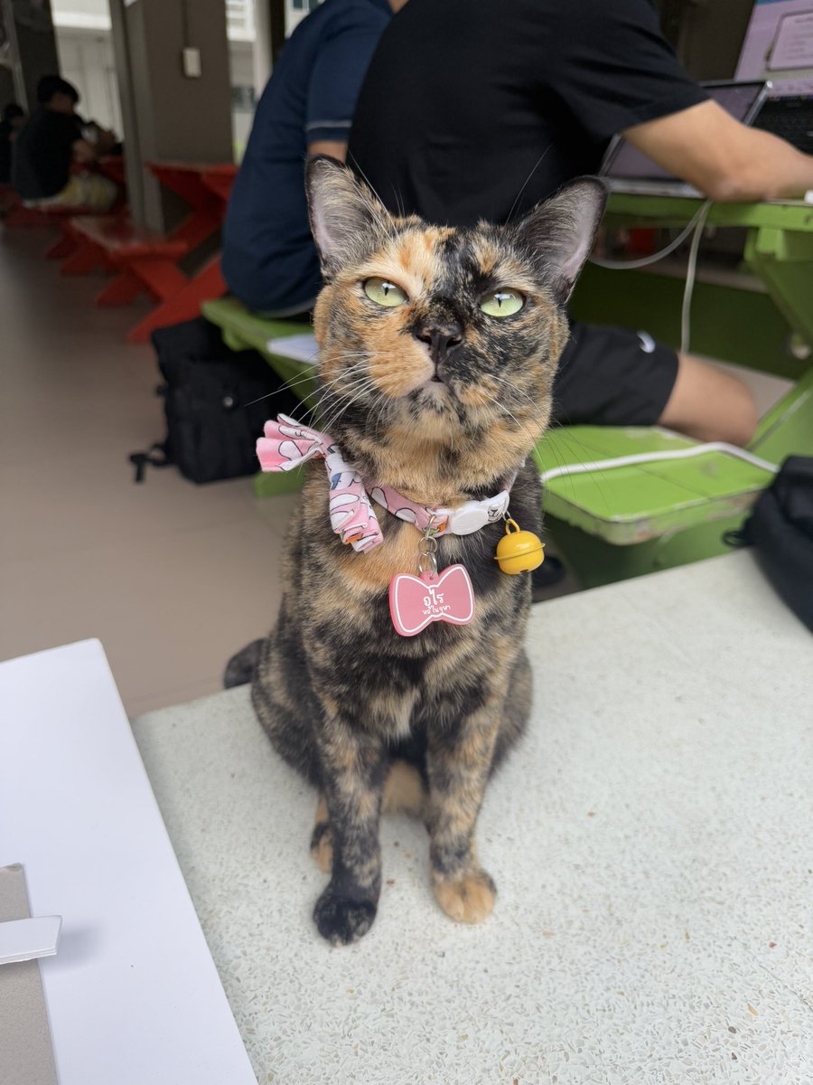 กลับมาหาแมวแล้วค่ะ 🥺 ลูกชายคิดถึงแม่มาก ส่วนลูกสาวนั้น ส่งสายตามาว่ากลับมาทำไม?? 😔✌🏻