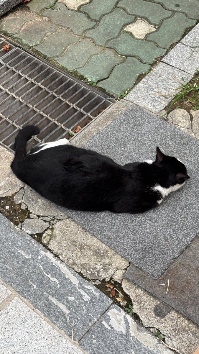 자 얘드라 내가 안국역 루트 정리해줄게~ 일월카츠에서 점심 먹구 어니언 가서 빵 사 소금빵 존맛 날씨 좋으니까 여기저기 돌아다니다가 스탠다드브레드 가서 개에바로 감동적인 프토 먹으면 돼