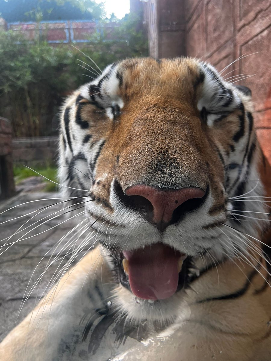 Apollo says 😝