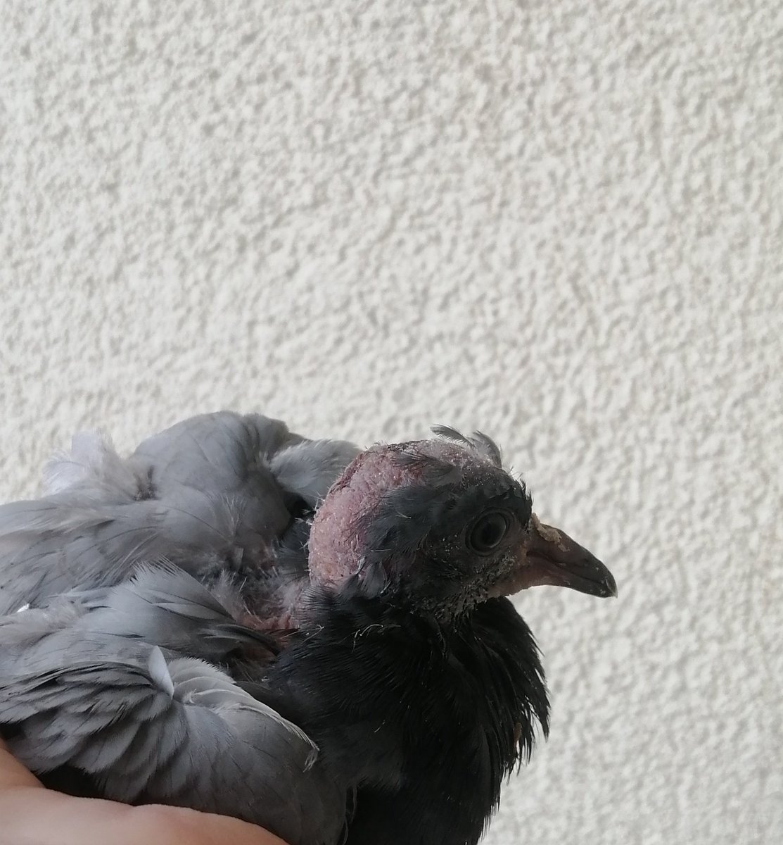 Kuşların ne kadar agresif olabildiklerine hayret eder oldum.Yuva için gelen yeni kuş, hem anneyi hem de bu minnoşu mahvetti. Müdahale etmek zorunda kaldım.Şimdi anneyi bekliyorum.Gelmezse minnoşu evlat edineceğim.
 Balkon sefası da süremedik, seneye nasipse. 
#CumartesiÖyküleri