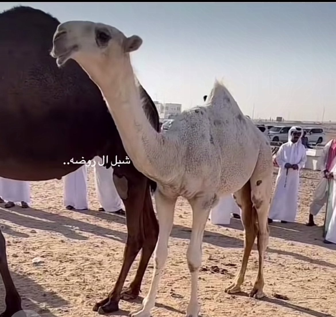 مشاكليه 👍
على المجد بعير محسن سلطان .