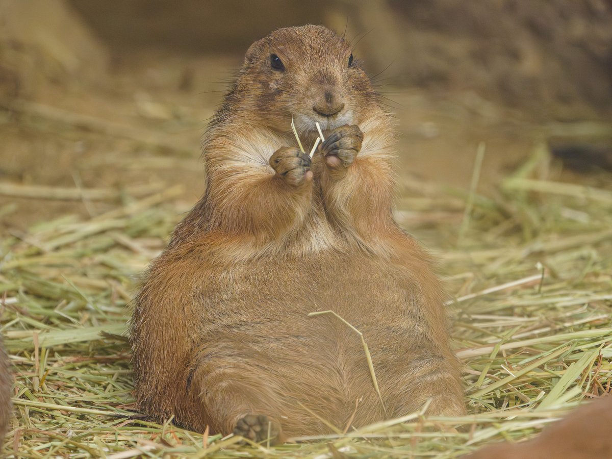 八木山動物公園にお暮しの
プレーリードックさんでおはようございます。
随分 どすこいボディ だね…夏なのに…🤤