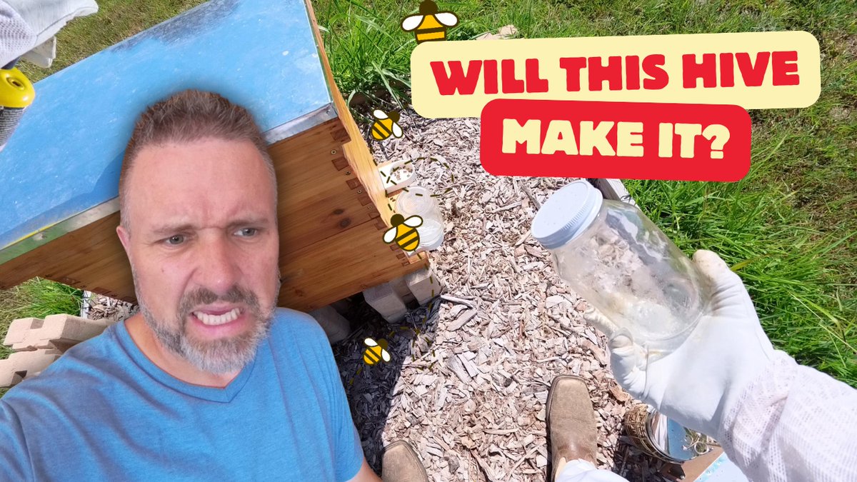 oldwayson's tweet image. forum.oldwayon.com/threads/hive-h… Running Out Of Food | Starving Hive | Learning Beekeeping | Apiary | Dead Bees #HoneyBees #HiveCheck #SustainableBeekeeping