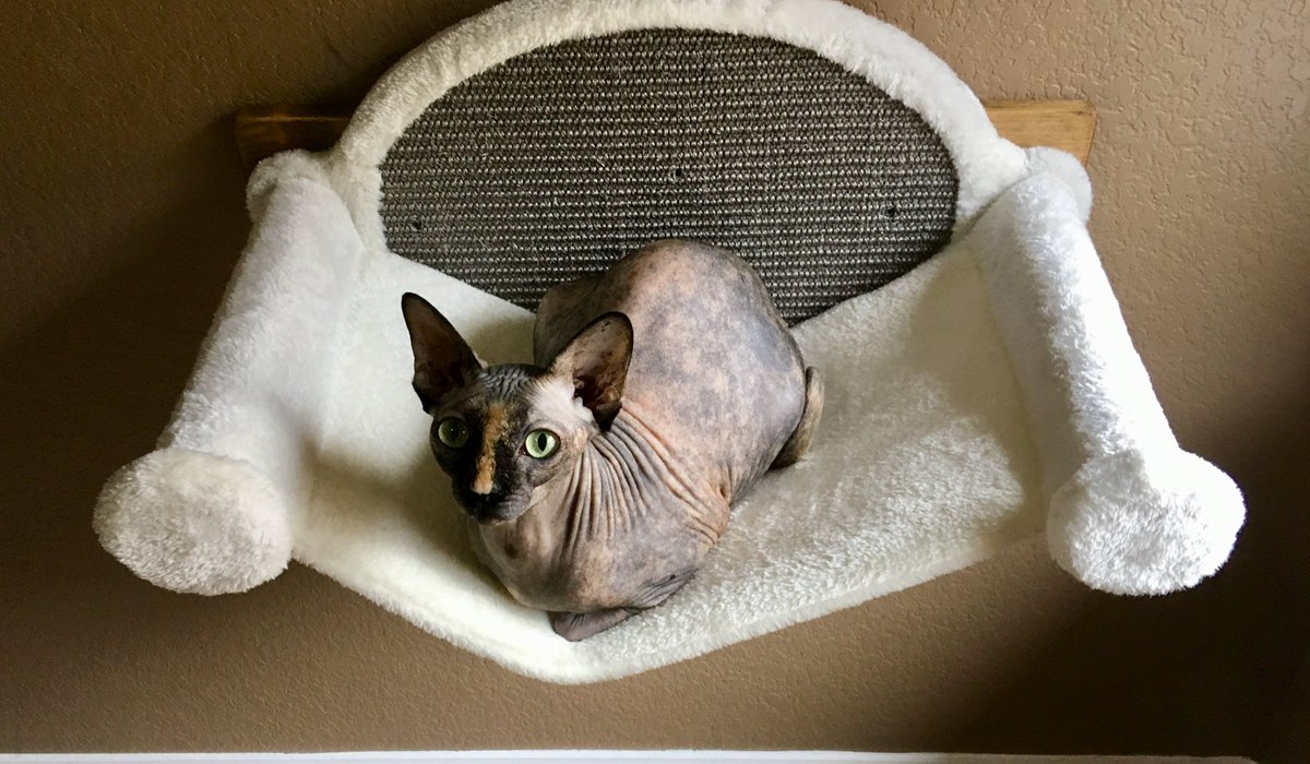 Happy #BaldisBeautifulDay  #Caturday #Cats  Love you Sally 😻