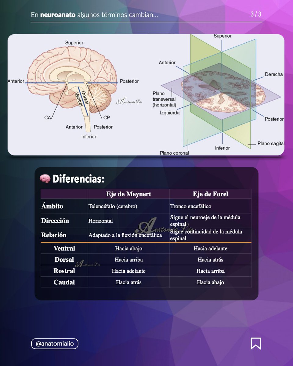 🧠📚 En neuroanato algunos términos cambian… y duele un poco 😅. 

Al principio parece otra complicación, pero con práctica pasa como en generalidades: terminan saliendo solos. Tip: armá tu mini glosario y repetí siempre el mismo criterio con imágenes.