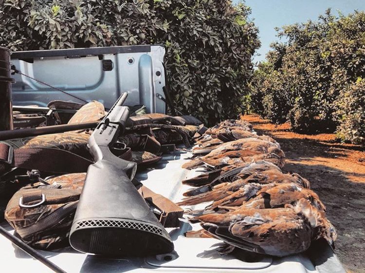 Who is out chasing doves this weekend? <a href="/MossbergHunting/">MossbergHunting</a>