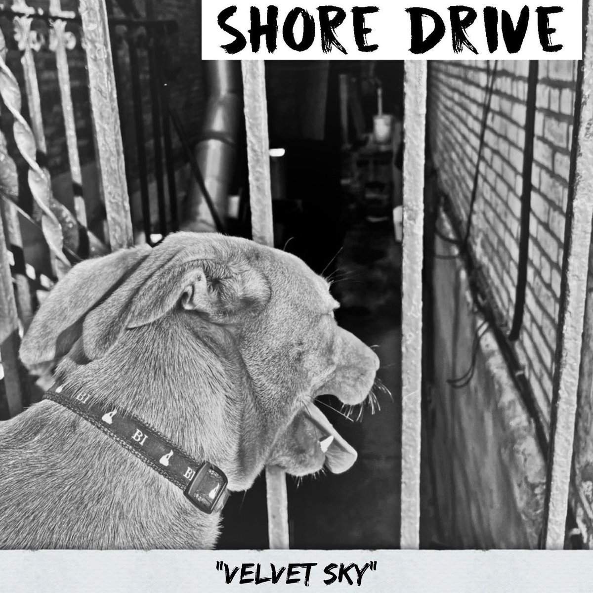 Shore Drive tweet media