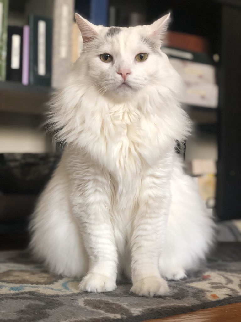 Guess who turns ten in two days 😻