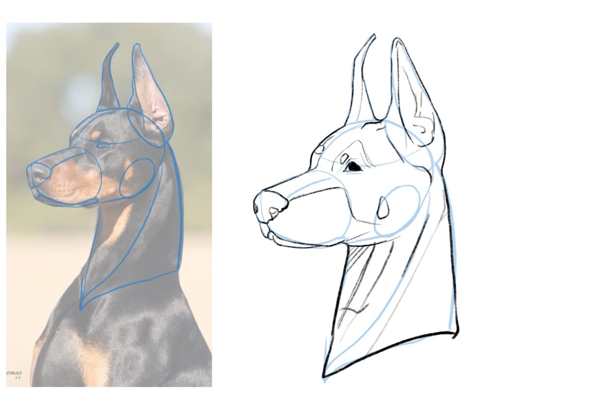 9/12~13
복습한거 동물 연습
다시 얼굴 기초부터 연습 해야지