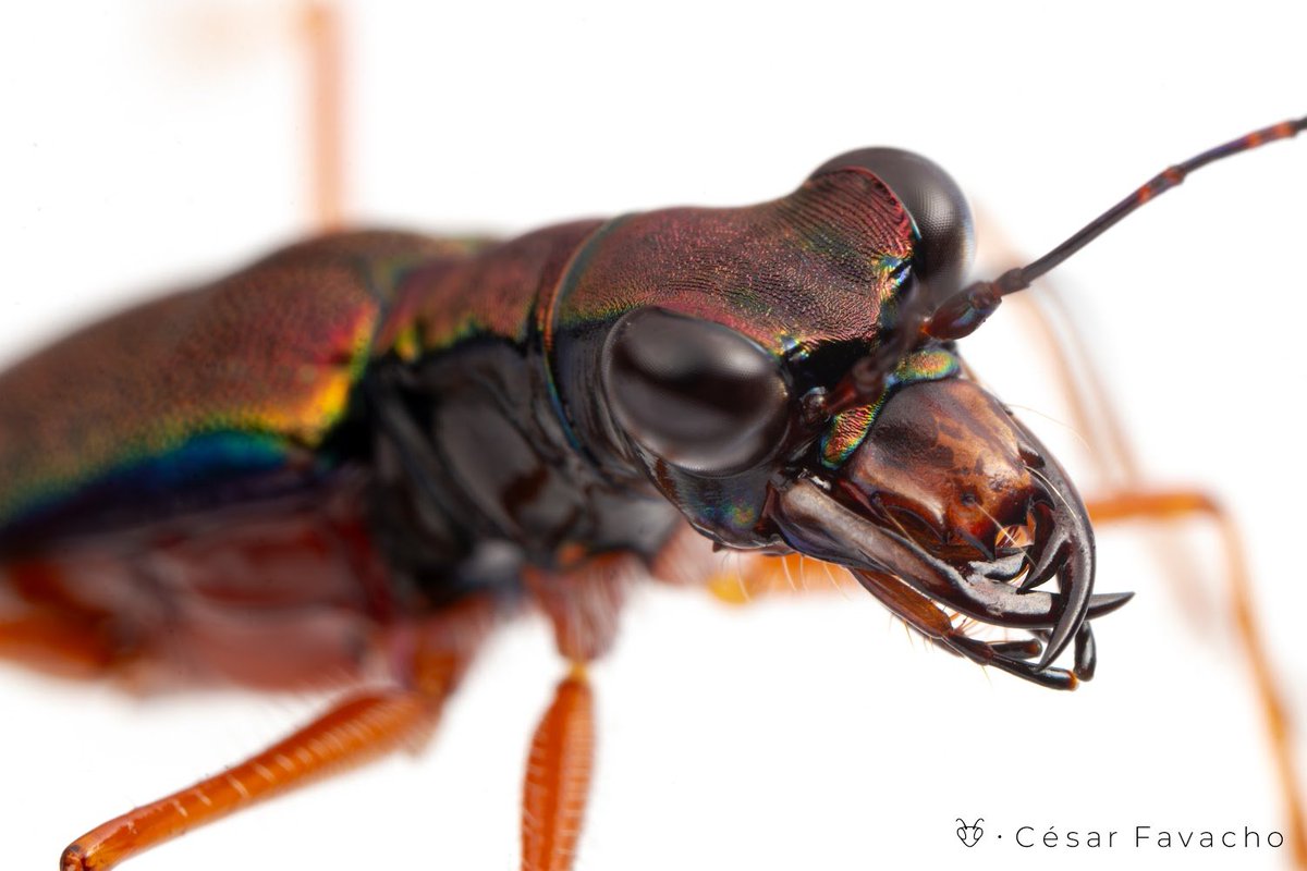 File:Besouro-desfoliador (Classe Insecta, Ordem Coleoptera, Familia  Chrysomelidae, Tribo Luperini, Genero Diabrotica).jpg - Wikimedia Commons, image size:1200x800