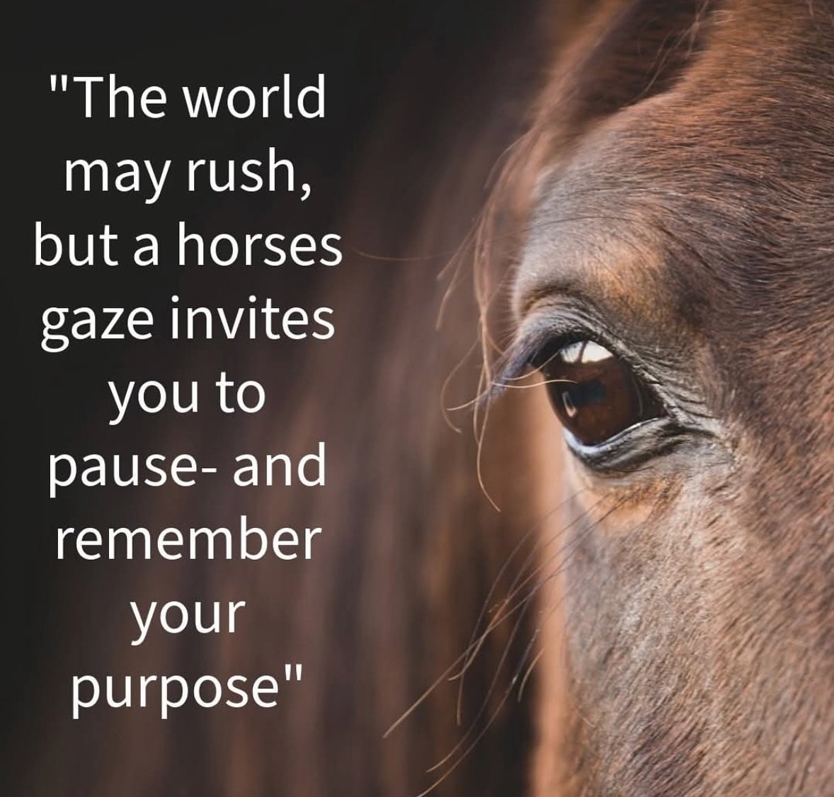 horseimage's tweet image. 