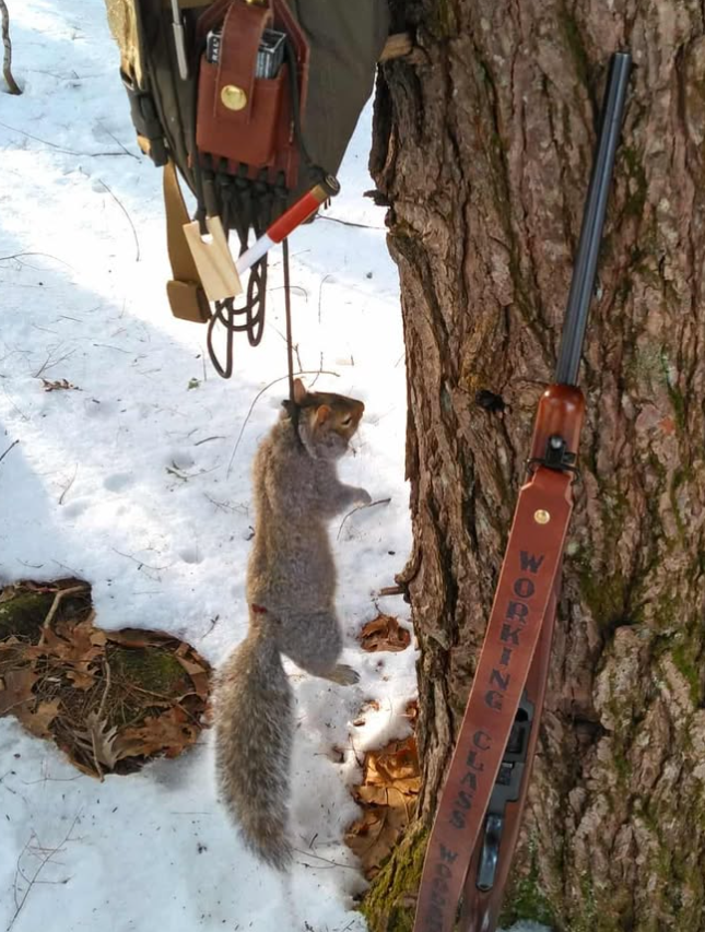 NHCART's tweet photo. Gray squirrel season is open in New Hampshire. Most of the females still have dependent babies. 😢 https://t.co/WktgAiWatQ