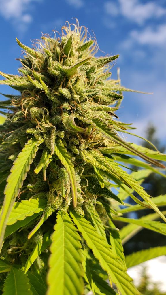 Beautiful CBD flower