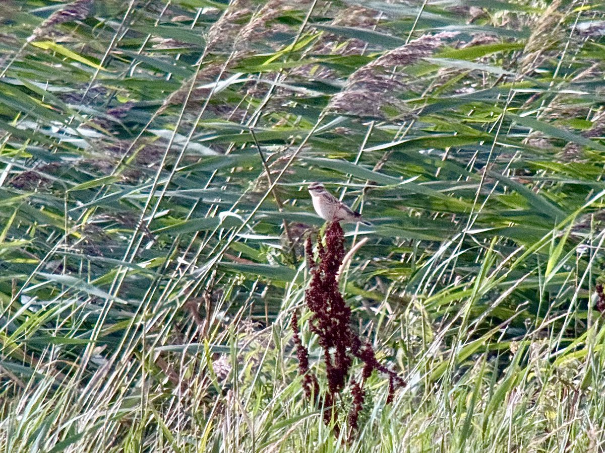 daveliverbirder's tweet photo. Return #patchbirding with the ๐ was a WHOLE lot better than expected! #patchlifer Manx Shearwater, Black Tern, 2 Comic Tern alongside 7 Wigeon, 2 Com Sand, 30+ Sanderling, GWE, 2 Marsh Harrier, Whinchat, 2 Wheatear, Yellow Wag and Rock Pipit ๐ช https://t.co/sC51hKxKra
