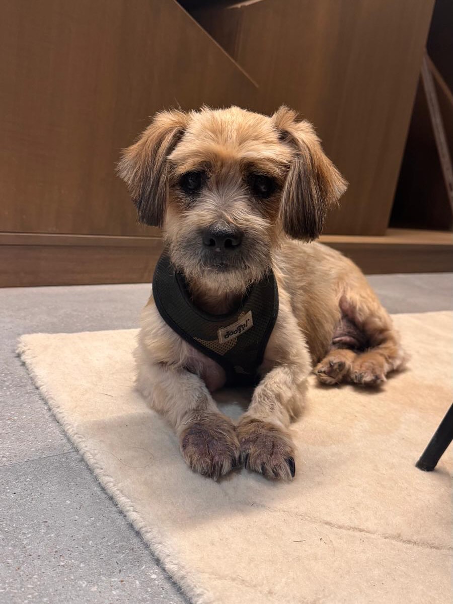 SosAbuelos1's tweet image. #ACoruña
A sus 15 años, casi #ciego, #sordo, con un tumor en el culete y pocas esperanzas de salir de esa, #BOBY acabó en la perrera.... (Sin comentarios).

Pero pasados unos días y gracias al amor de su casa de acogida, aquí lo tenéis ahora!!

Bobby es un gran peludo!, no