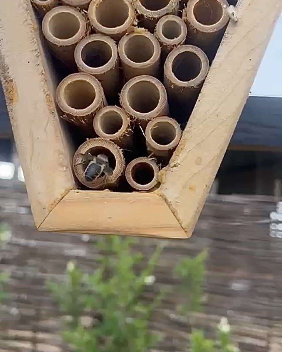 JimmysFarmHQ's tweet photo. Over the last few months, our Insect Hotel has been buzzing with life! 🐝
Leaf cutter bees have been busy moving in and making the new letters their home.
#InsectHotel #JimmysFarm https://t.co/UGRqhHYkqS